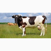 Комбикорм для коров телят дойных коров