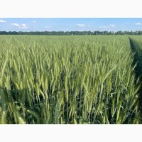 Насіння пшениці м#039;якої озимої Яліта, супер еліта