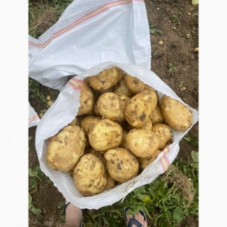 Картопля прямий імпорт з Румунії